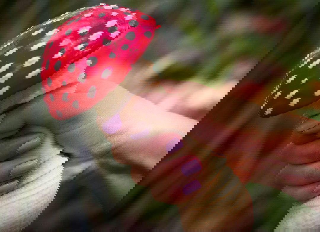 Ciuperca-antistres-2-1-236-408412 (1)