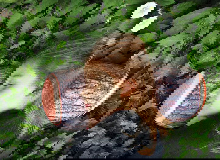 Perna-bustean-1-498-781709