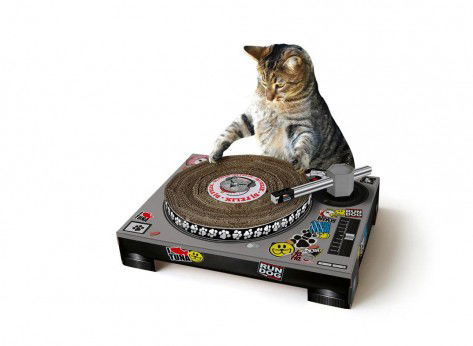 Pisici năzdrăvane și cum să le mulțumești