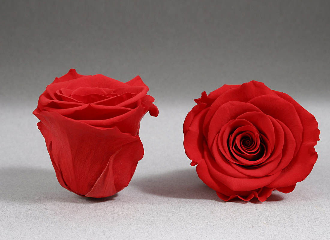 trandafir-criogenat-rosu-giftbox