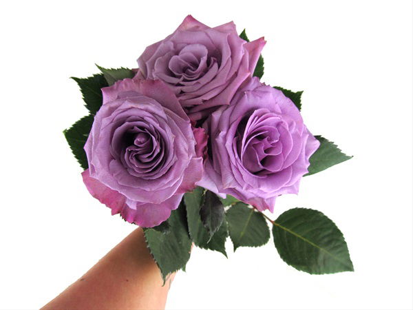 trandafir violet albastru