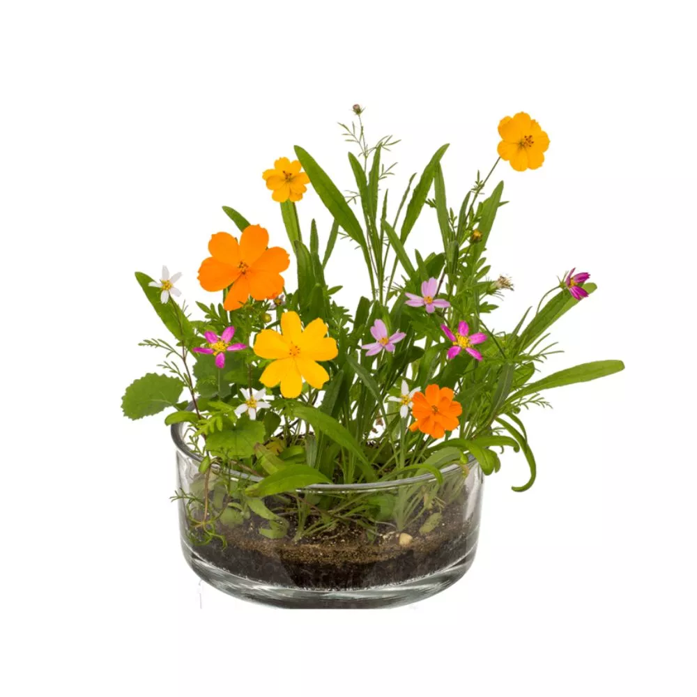 Cutie cu flori Pajistea mea [4]