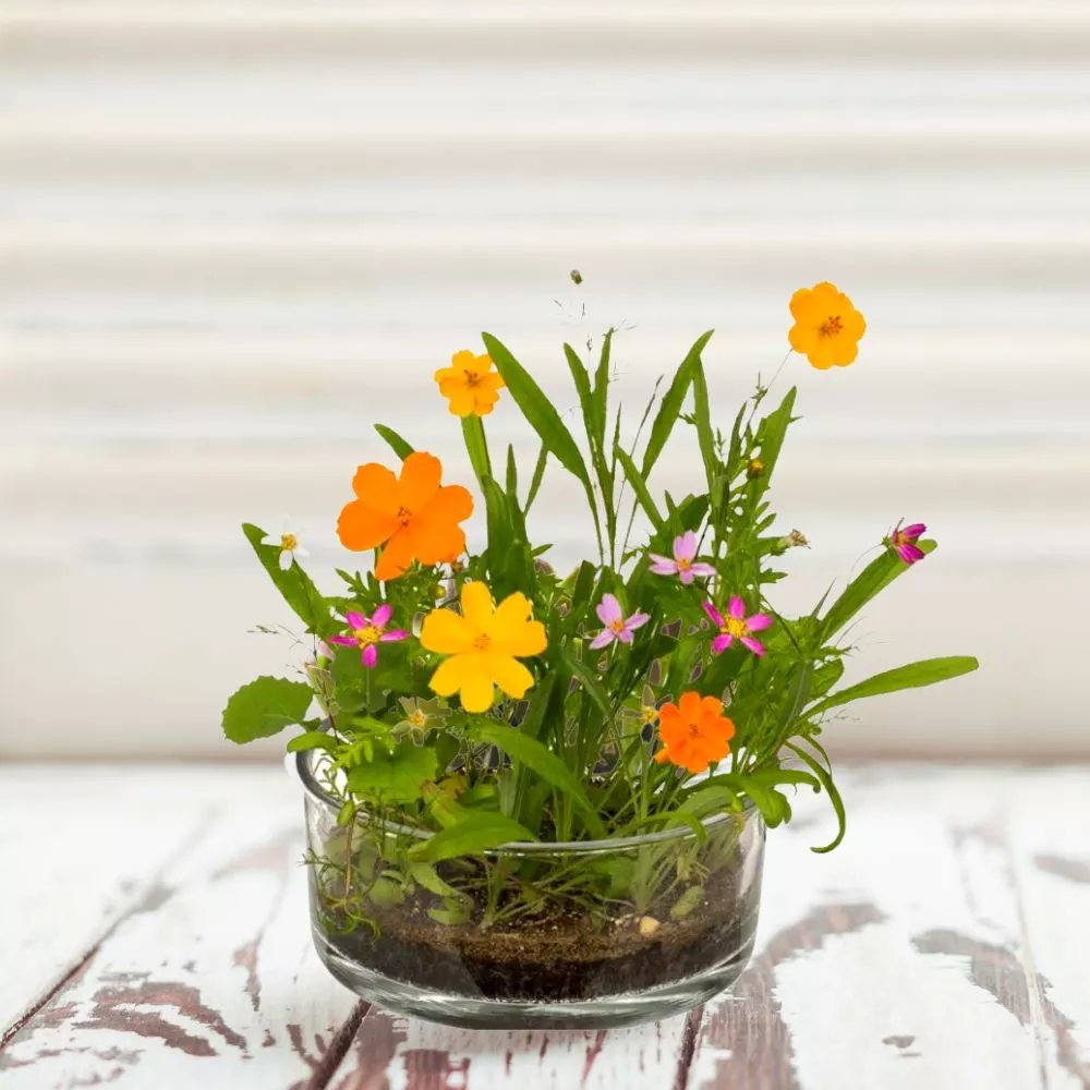 Cutie cu flori Pajistea mea [1]