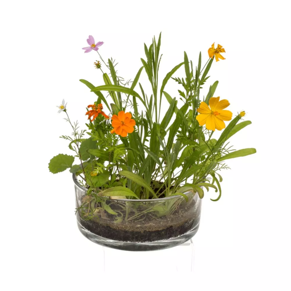 Cutie cu flori Pajistea mea [3]