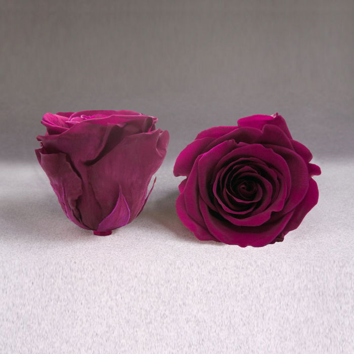 Fir de trandafir criogenat ciclam [1]