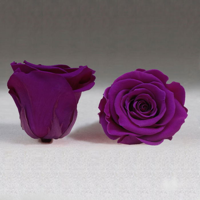 Fir de trandafir criogenat mov intens [1]