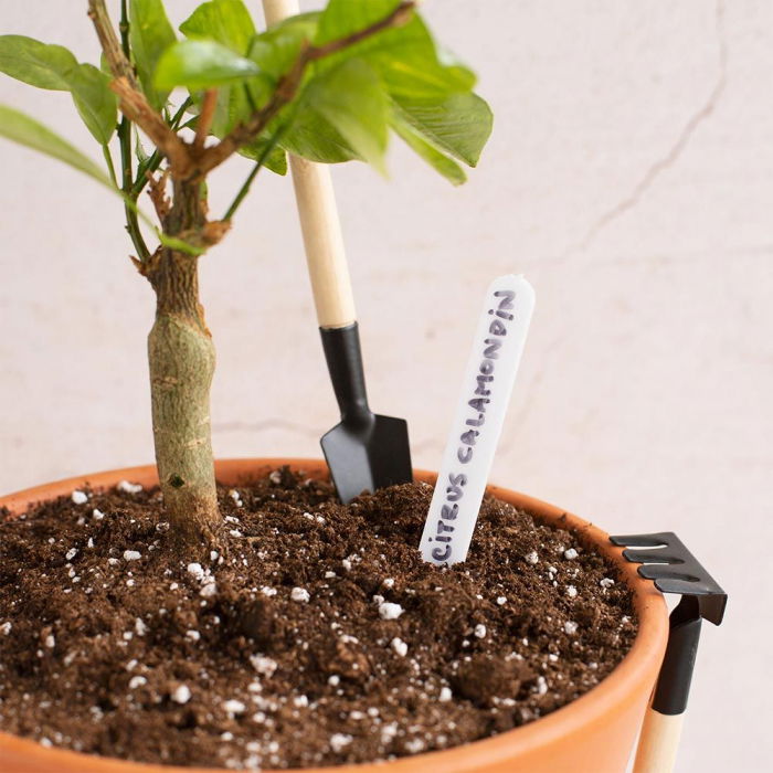 Set cadou Cana stropitoare [3]