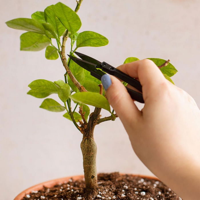 Set cadou Cana stropitoare [4]