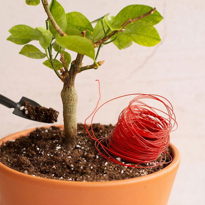 Set cadou Cana stropitoare [5]