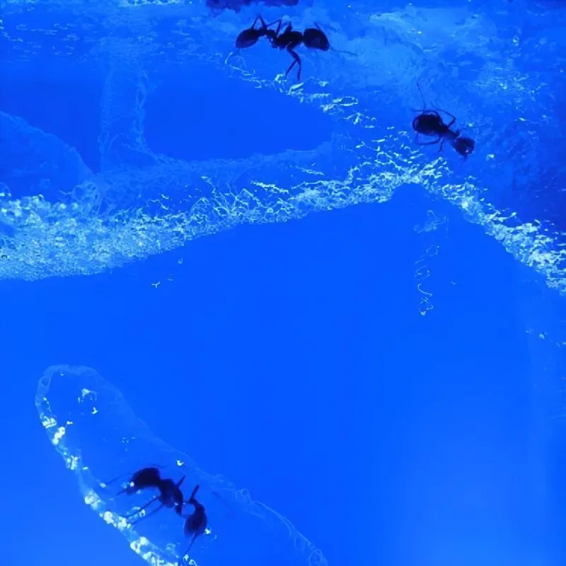 Terariu pentru Furnici cu Iluminare LED [4]