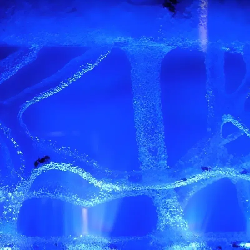 Terariu pentru Furnici cu Iluminare LED [6]