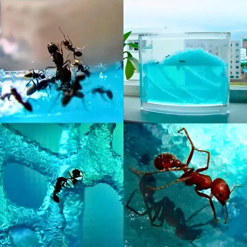 Terariu pentru Furnici cu Iluminare LED [11]