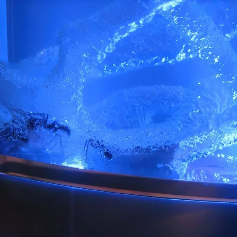 Terariu pentru Furnici cu Iluminare LED [3]