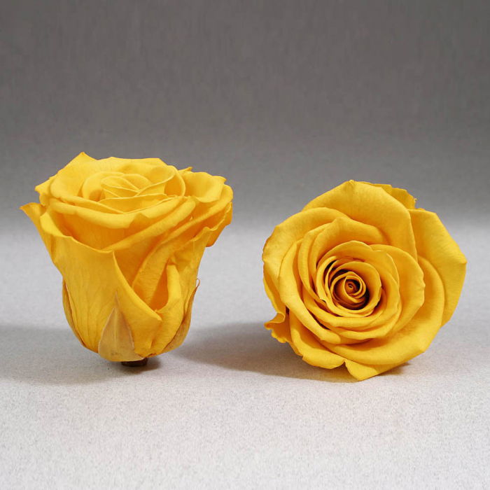 Trandafir criogenat galben Giftbox [1]