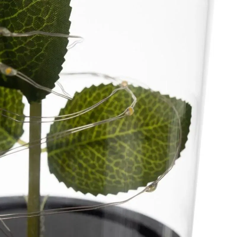 Trandafir in cupola de sticla [8]