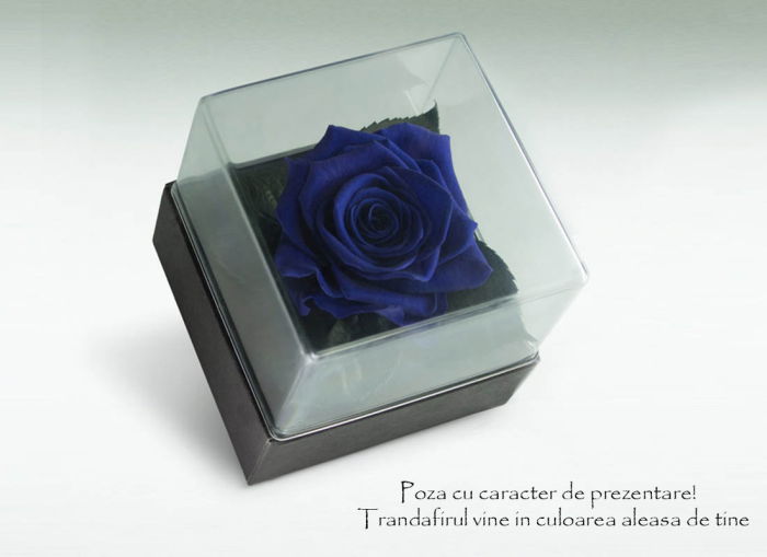 Trandafir criogenat rosu Giftbox [3]