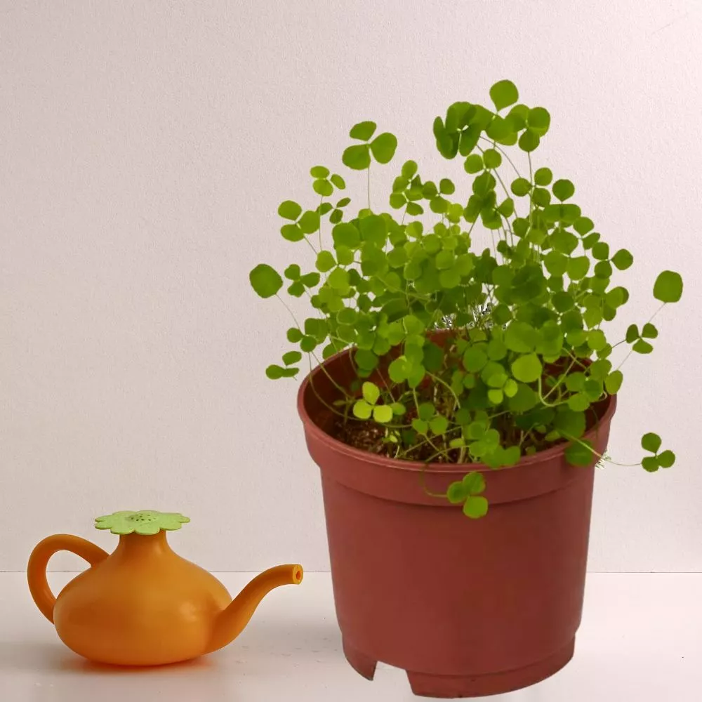 Trifoi cu 4 foi Noroc la ghiveci [2]