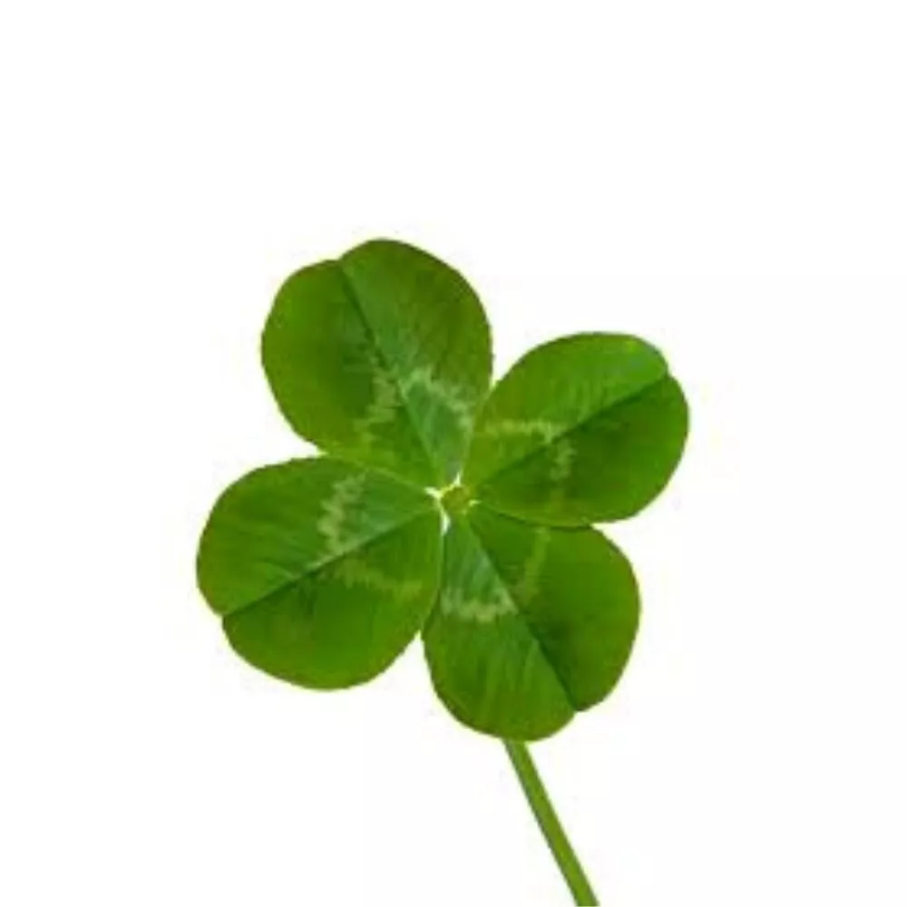 Trifoi cu 4 foi Noroc la ghiveci [7]