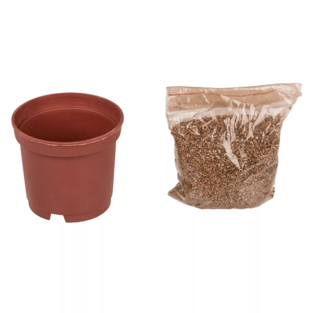 Trifoi cu 4 foi Noroc la ghiveci [9]