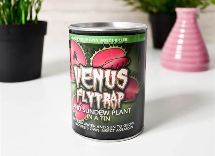 Planta carnivora Venus flytrap [1]