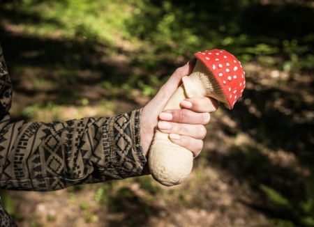 Ciuperca antistres [1]