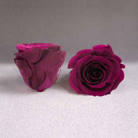 Fir de trandafir criogenat ciclam [0]