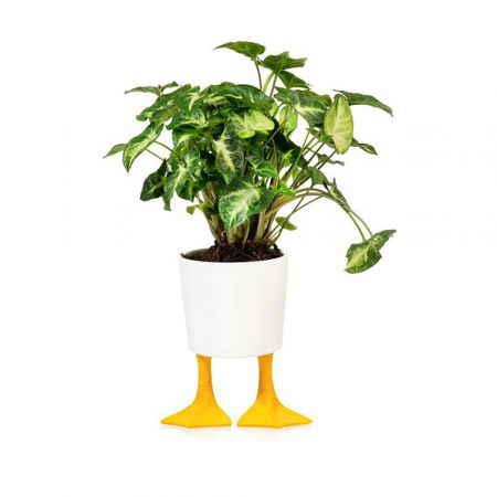 Ghiveci cu labe de rata [1]