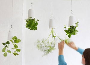 Ghiveci cu susul in jos [1]