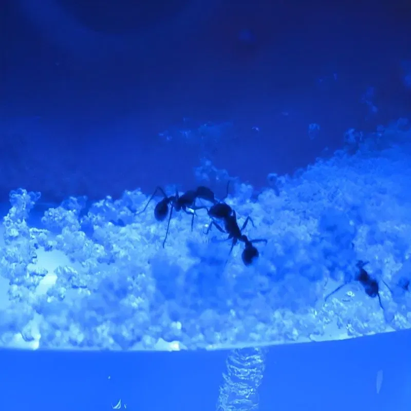 Terariu pentru Furnici cu Iluminare LED [4]