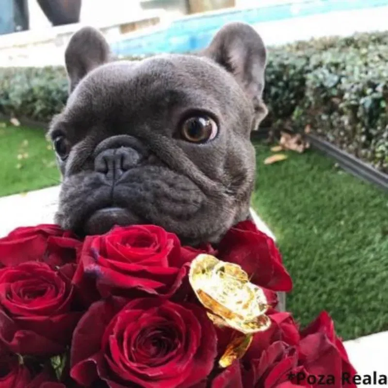 Trandafir placat cu aur de 24K [12]