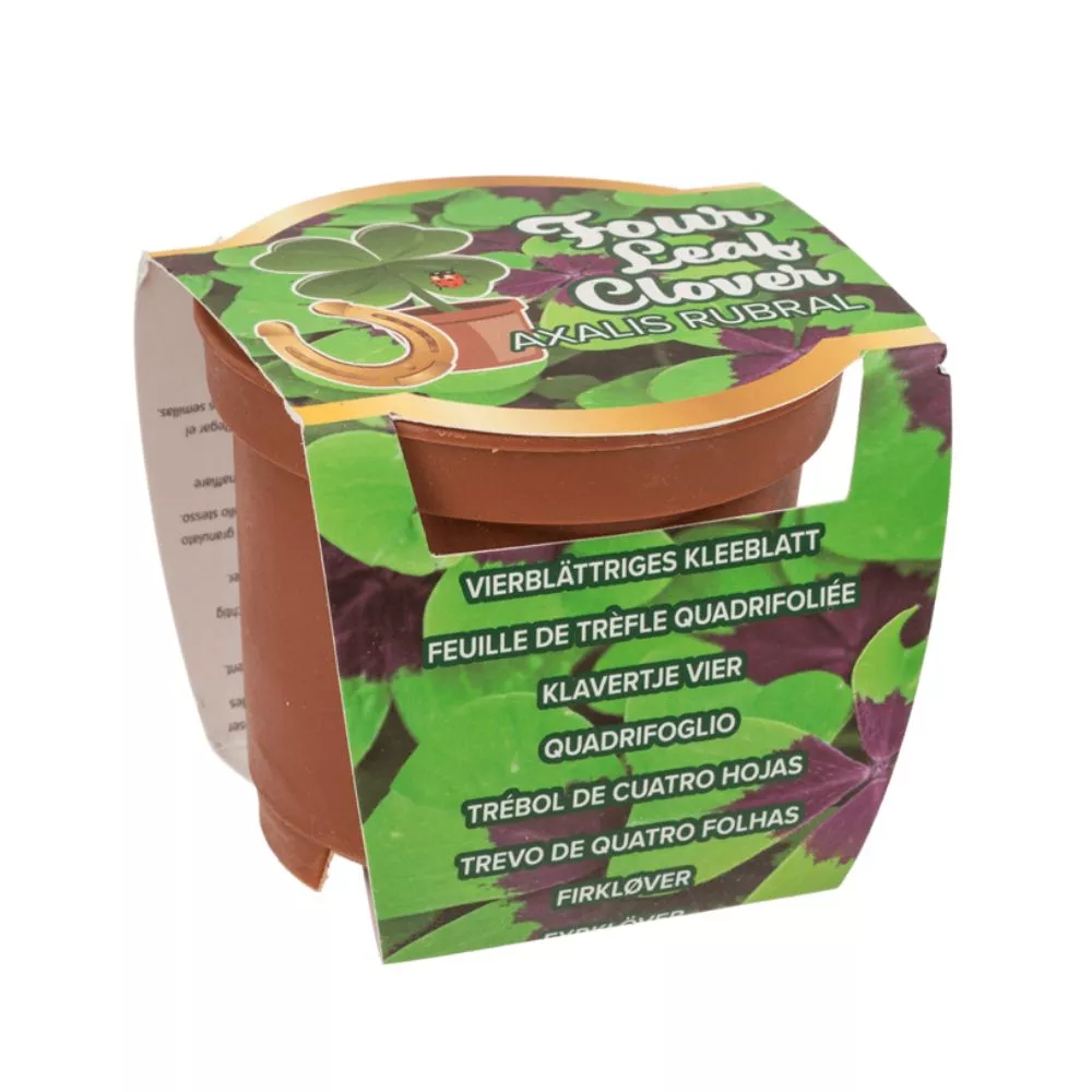 Trifoi cu 4 foi Noroc la ghiveci [7]