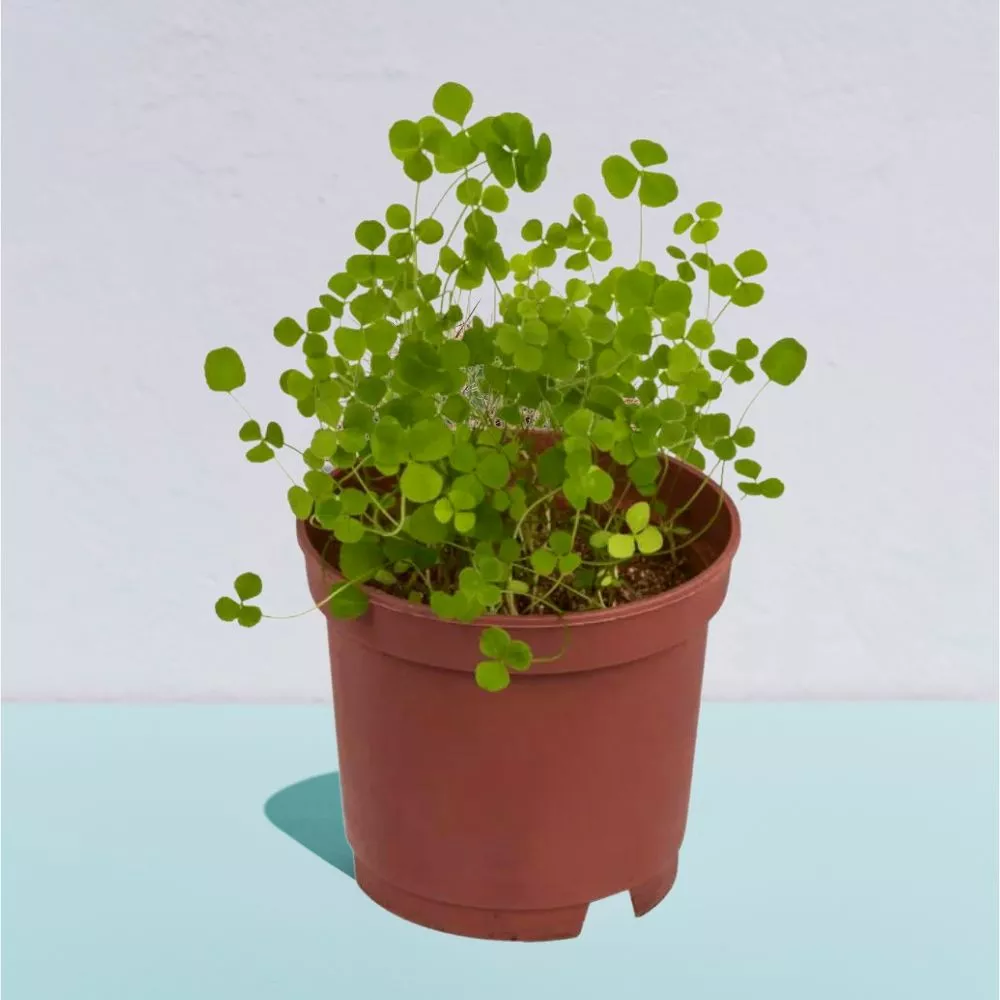 Trifoi cu 4 foi Noroc la ghiveci [0]