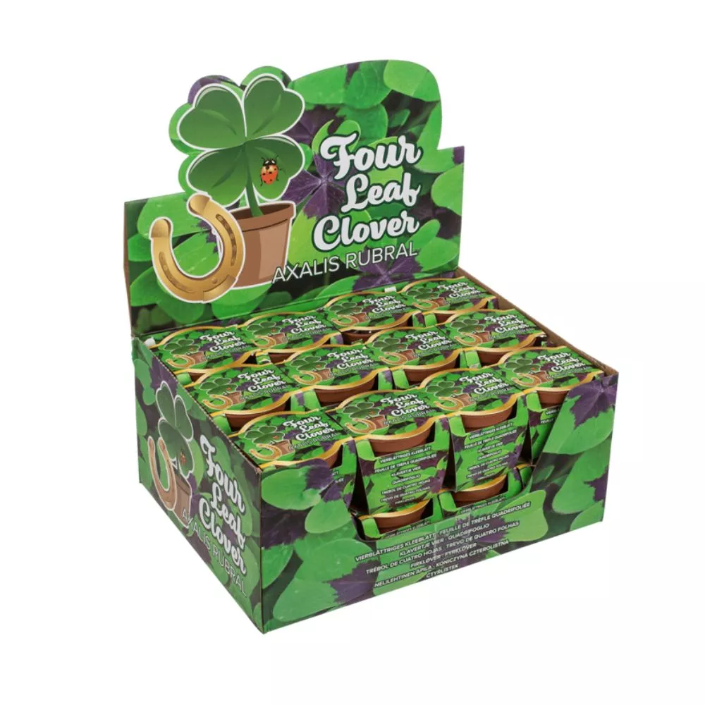 Trifoi cu 4 foi Noroc la ghiveci [11]