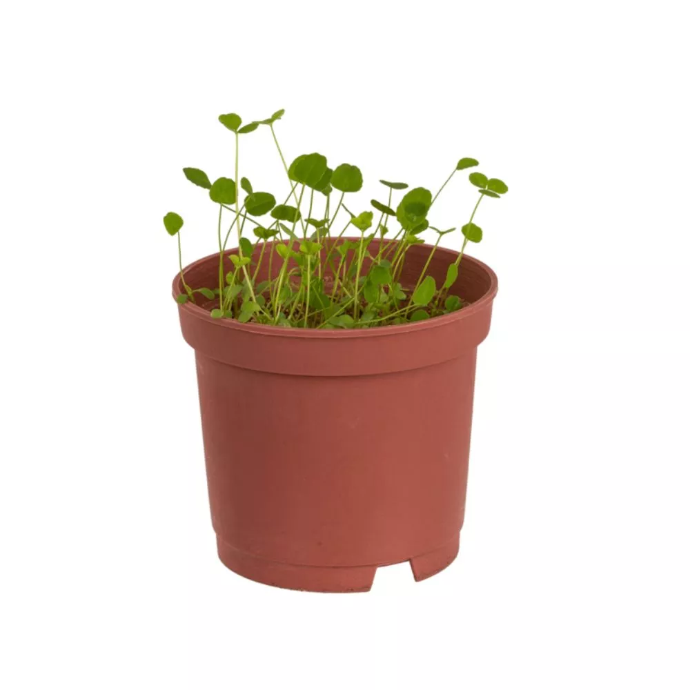 Trifoi cu 4 foi Noroc la ghiveci [5]