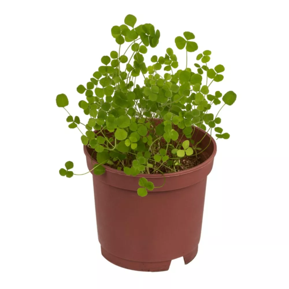 Trifoi cu 4 foi Noroc la ghiveci [4]