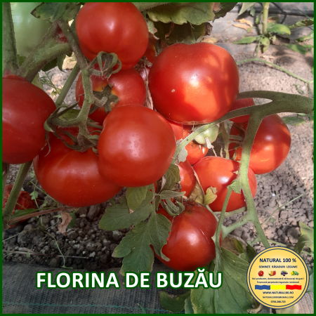 Seminte de rosii - ROSII FLORINA DE BUZAU www.natural100.ro