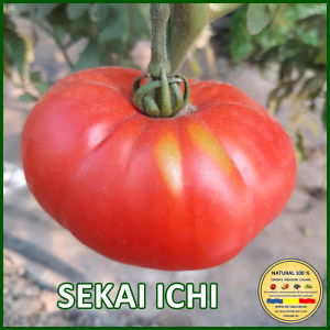 Seminte de rosii - ROSII SEKAI ICHI www.natural100.ro