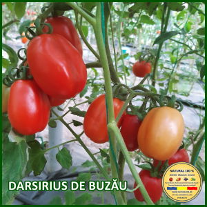 Seminte de rosii - ROSII DARSIRIUS DE BUZAU www.natural100.ro