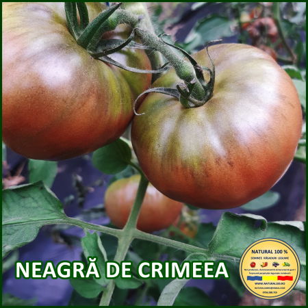 Seminte de rosii - ROSII NEAGRA DE CRIMEEA www.natural100.ro