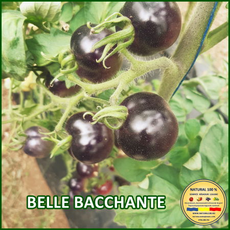 Seminte de rosii - ROSII BELLE BACCHANTE www.natural100.ro