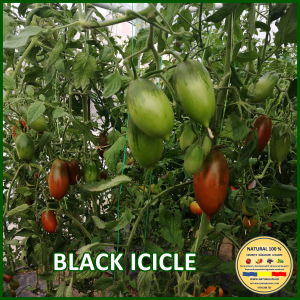 Seminte de rosii - ROSII BLACK ICICLE www.natural100.ro
