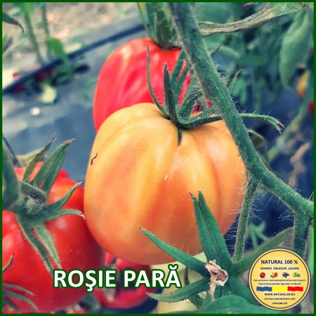 Seminte de rosii - ROSIE PARA www.natural100.ro