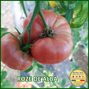 Seminte de rosii - ROSII ROZE DE ALBA www.natural100.ro