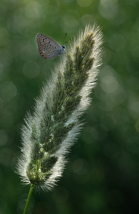 Fujifilm 80mm F2.8 Macro FujiFilm X [4]