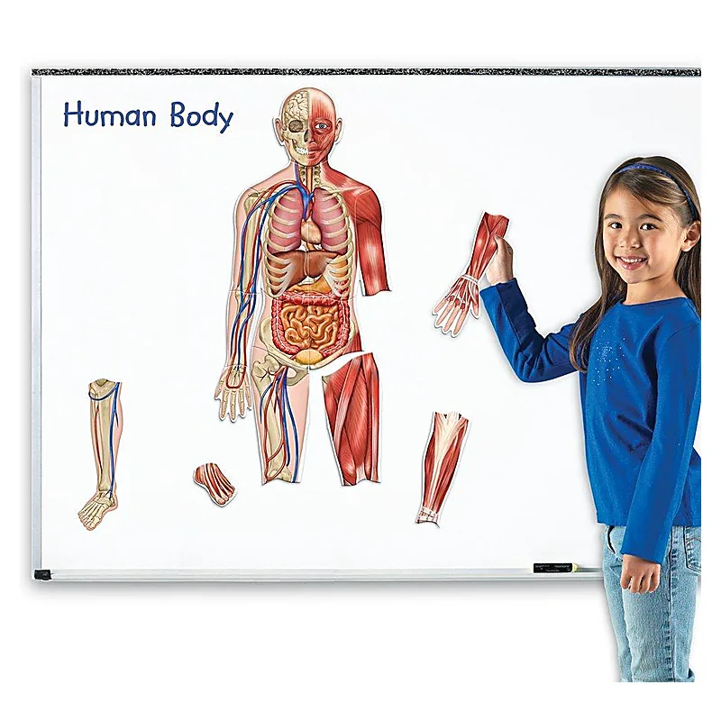 Corpul uman - set magnetic Learning Resources 9 ani [3]