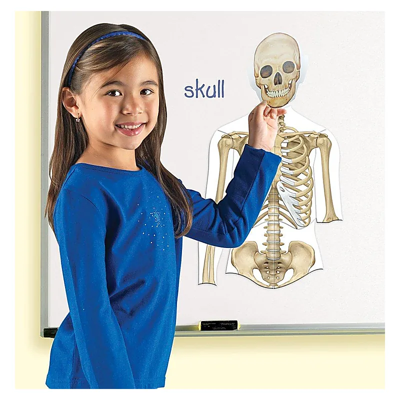 Corpul uman - set magnetic Learning Resources 9 ani [5]