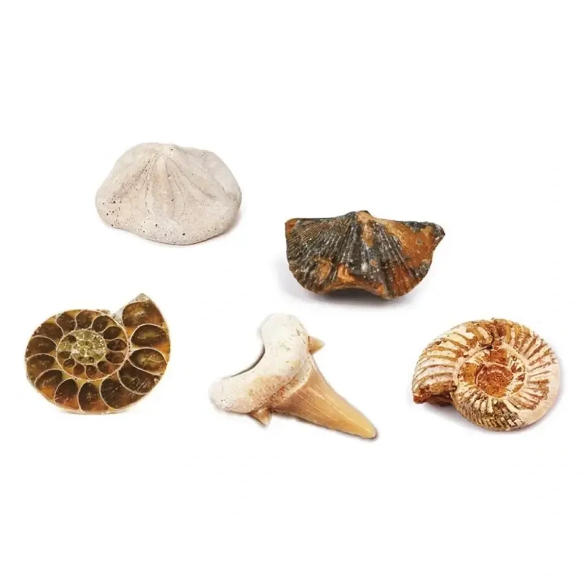 Kit paleontologie - Descopera fosile Keycraft 6 ani+ [2]