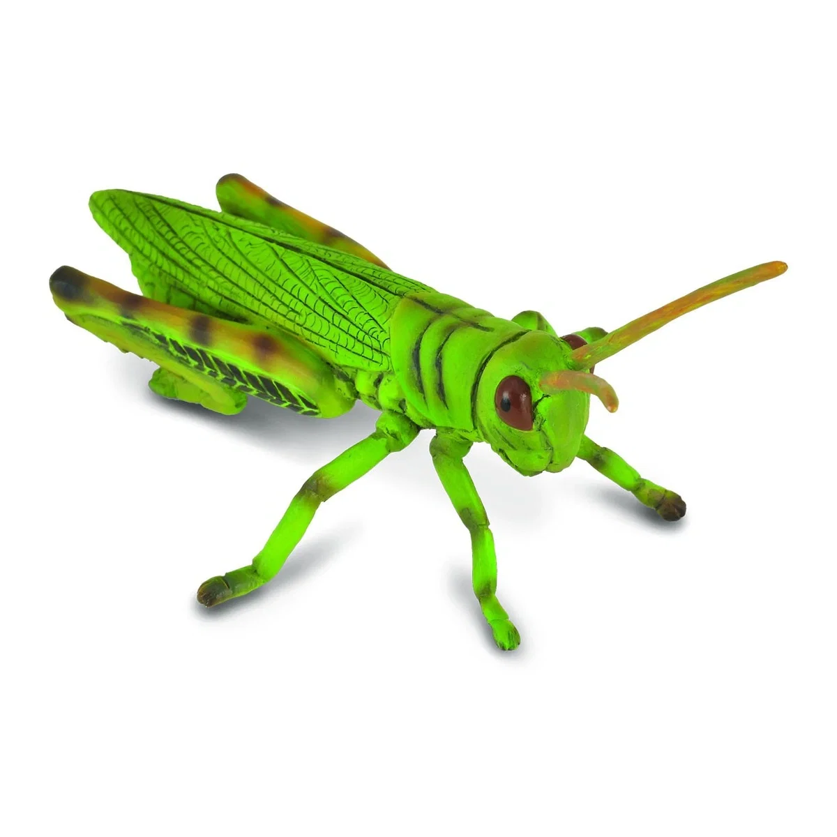 Insecte si paianjeni - Figurine Lacusta Collecta