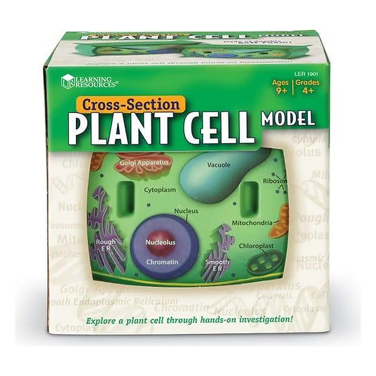 Sectiunea celulei plantei Learning Resources 14 ani [3]