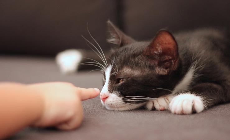 Alergiile cauzate de animalele de companie! Cum ne protejăm?